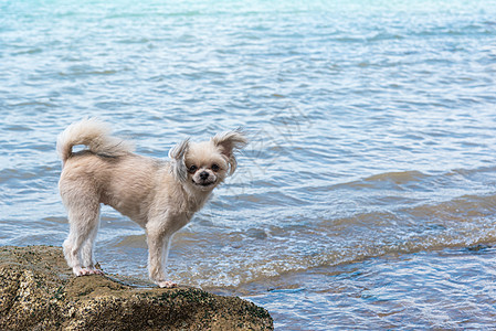 海上旅行时在岩石海滩玩狗乐 假期 阳光 夏天 蓝色的图片
