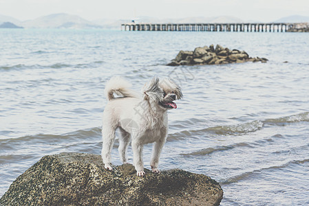 海上旅行时在岩石海滩玩狗乐 幸福 贵宾犬 快乐 波浪图片
