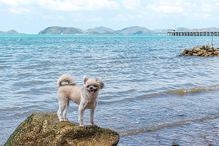 海上旅行时在岩石海滩玩狗乐 天 水 蓝色的 哺乳动物图片