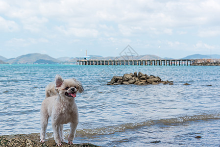 海上旅行时在岩石海滩玩狗乐 自然 哺乳动物 贵宾犬 天图片