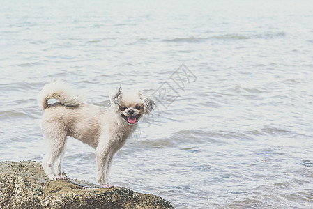 海上旅行时在岩石海滩玩狗乐 快乐的 西施犬 宠物 行动图片