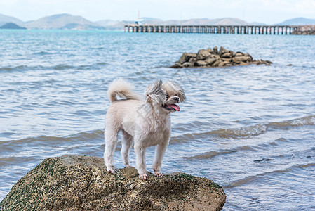 海上旅行时在岩石海滩玩狗乐 快乐 快乐的 旅游 哺乳动物图片