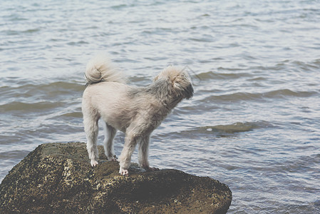 海上旅行时在岩石海滩玩狗乐 天空 宠物 博美犬 波浪图片