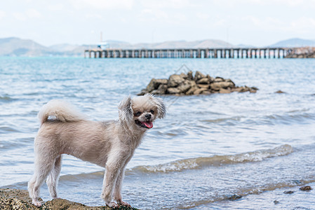 海上旅行时在岩石海滩玩狗乐 贵宾犬 博美犬 动物 自然图片