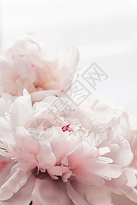 牡丹花束作为豪华花卉背景婚礼装饰和活动品牌 时尚 广告图片