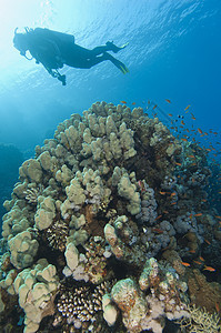 探索热带珊瑚礁的Scuba潜水员 埃及 橙子图片