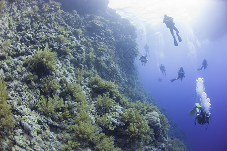 在水下珊瑚礁上潜水的Scuba潜水员 埃及图片