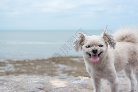 海上旅行时在岩石海滩玩狗乐 天 快乐 迷人的 海洋图片