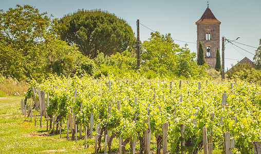 春末的葡萄树 在圣爱美之地 农场 葡萄栽培 法国 圣爱美浓图片