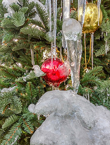 圣诞树和红球 冷杉 冬天 绿色的 下雪的 冰 装饰品 圆形的图片