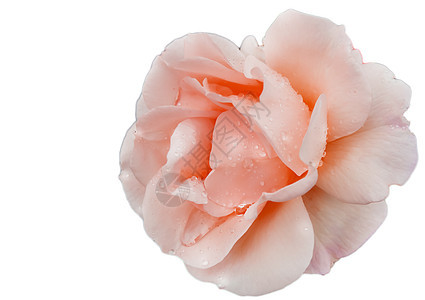 紧贴着一朵小花 一朵精细的粉红玫瑰 在白色背景上 浪漫 浪漫的图片
