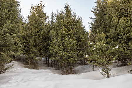 雪山花田山花 美丽 哈萨克斯坦 树 寒冷的 假期 针叶背景