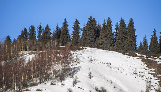 天山的冬季 冰 森林 针叶树 阿拉套 寒冷的 雪 顶峰图片