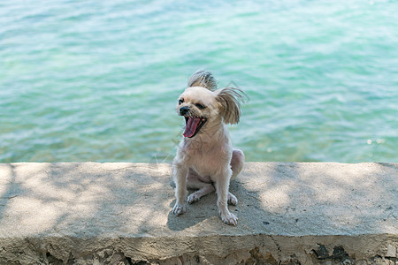 海上旅行时在岩石海滩玩狗乐 美丽 哺乳动物 贵宾犬 夏天图片