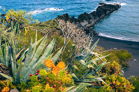 洛斯坎昆的热带仙人掌花园和黑沙滩 旅行 大加那利岛图片
