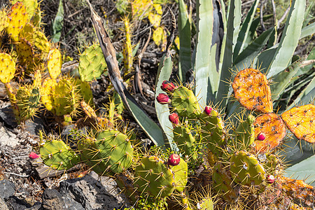 洛斯坎昆的热带仙人掌花园和黑沙滩 植物群 大加那利岛图片
