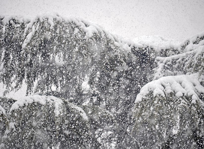 松树的果实降下大雪 蓝色的 档案 自然采光 天图片