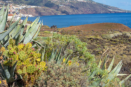 洛斯坎昆的热带仙人掌花园和黑沙滩 岛 植物学图片