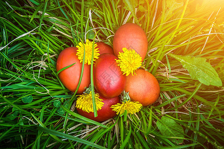 草地上有鲜花和的红色复活节彩蛋 四月 花的 美丽的图片