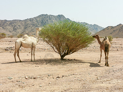 带骆驼的沙漠风景景观 选择性焦点和假日概念 骆驼沙漠 摩洛哥图片