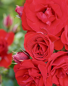 美丽的红玫瑰在花园中盛开 新鲜 浪漫的 爱 叶子图片