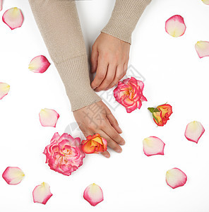 一个皮肤光滑的年轻女孩和粉红玫瑰花瓣的两只手 春天 温泉图片