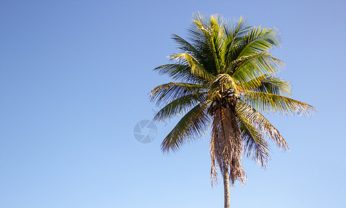 蓝色天空背景的单棕榈树图片
