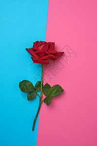 红玫瑰盛开 蓝粉红色背景的绿叶子 礼物 美丽的图片