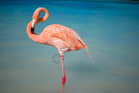 阿鲁巴岛 文艺复兴时期的岛屿 加勒比海 阳光明媚的海滩 白沙 椰子树和绿松石海 暑假 热带海滩和粉红色的火烈鸟 奥腊涅斯塔德 异图片