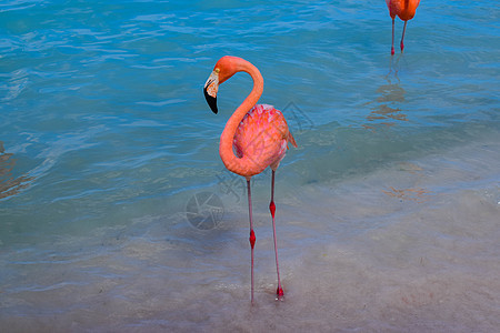 阿鲁巴岛 文艺复兴时期的岛屿 加勒比海 阳光明媚的海滩 白沙 椰子树和绿松石海 暑假 热带海滩和粉红色的火烈鸟 夏天 私人岛屿图片