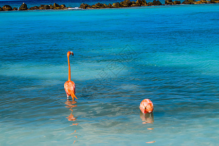 阿鲁巴岛 文艺复兴时期的岛屿 加勒比海 阳光明媚的海滩 白沙 椰子树和绿松石海 暑假 热带海滩和粉红色的火烈鸟 奥腊涅斯塔德 天图片