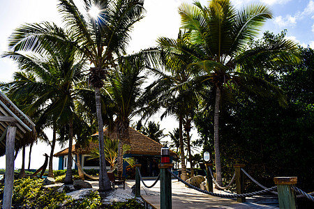 阿鲁巴岛 文艺复兴时期的岛屿 加勒比海 阳光明媚的海滩 白沙 椰子树和绿松石海 暑假 热带海滩和粉红色的火烈鸟 私人岛屿 自然图片