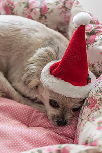 带圣达克休斯帽子的甜狗 看起来有点怪异 动物图片