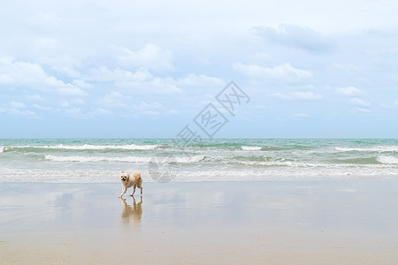 狗狗这么可爱的米色 在海滩旅行 贵宾犬 蓝色的 场地图片