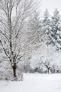 覆盖着积雪的树木 寒冷的 雪花 冰 场景 一月图片