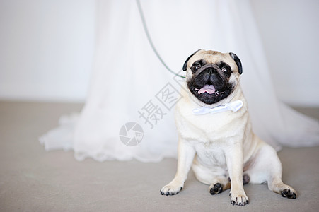 婚礼上有趣的狗狗图片