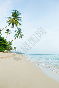 美丽的海滩和椰子棕榈树 太阳 环境 植物 纪念馆 海滨图片