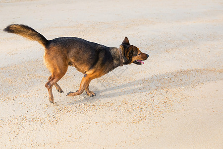 一只快乐的狗在海滩玩耍 夏天 天空 喜悦 放松 哺乳动物图片