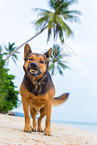愤怒的狗在海滩上露出牙齿图片
