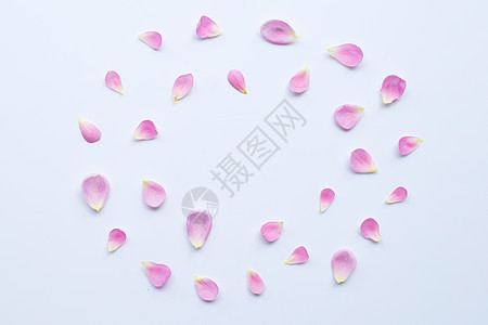 白色的粉红玫瑰花瓣图片