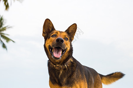 海滩上快乐的狗 蓝色的 可爱的 水 天 夏天 拉布拉多犬图片