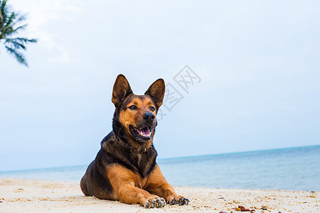 海滩上快乐的狗 小猎犬 步行 夏天 金的 山图片