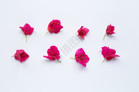 白背景的红果酱花朵 春天 美丽的 九重葛 浪漫的 玫瑰 花园图片