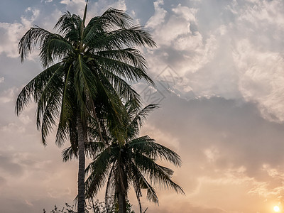 日落时请假椰子棕榈树 有天空背景 夏季热带景观背景图片