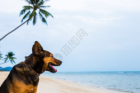 一只快乐的狗在沙滩上放松 有趣的 小狗 太阳镜 蓝色的图片