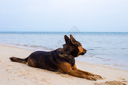 快乐的狗在沙滩上放松 海与夏天的概念 海滩图片