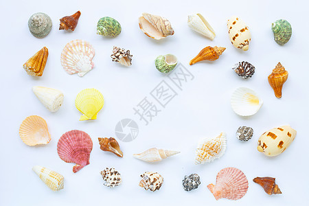 白色背景下异国贝壳的组成图片