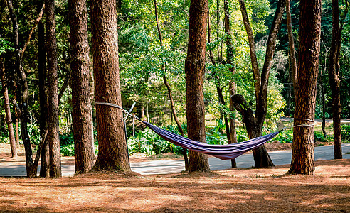 蓝吊床挂在松树林的树木上 早上用温和的阳光来休息 放松旅行概念图片