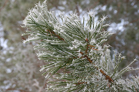覆盖了松林冰冻 枝条 自然 下雪的 假期 美丽 云杉图片