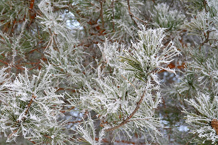 覆盖了松林冰冻 灰白的 树 雪 森林 季节 霜图片